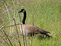 FAUNE 4 (42).JPG
